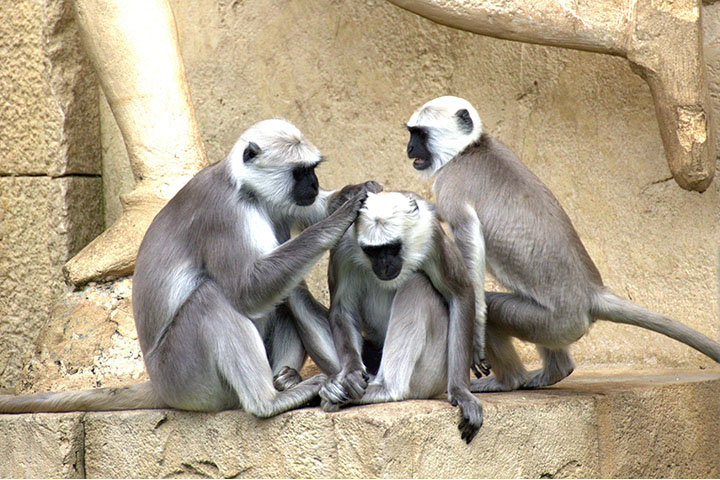 ¿Somos humanos?